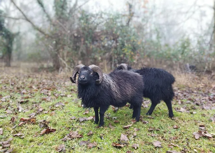 De La Maingotière Hébergement de vacances *
